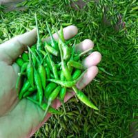 cabe rawit hijau