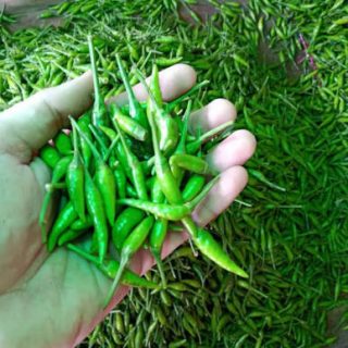 cabe rawit hijau