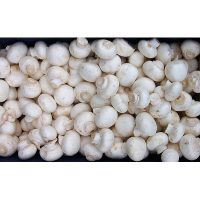 jamur kancing