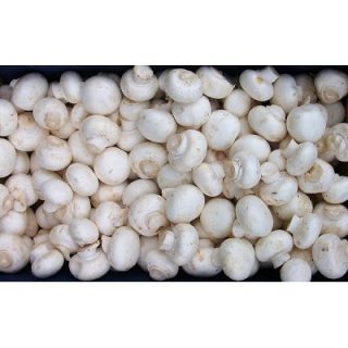 jamur kancing