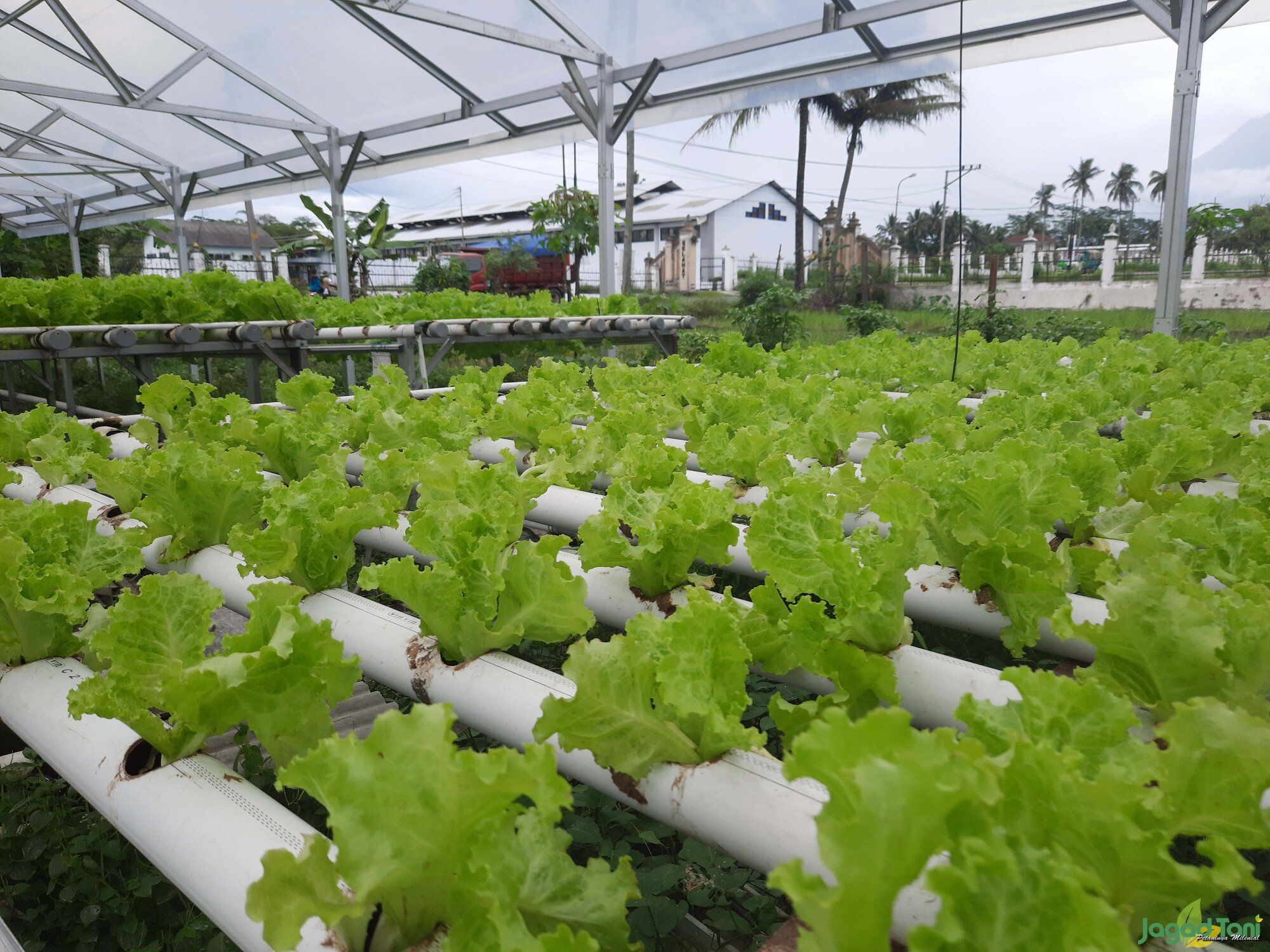 finfeng_Proses Menanam Selada Hidroponik