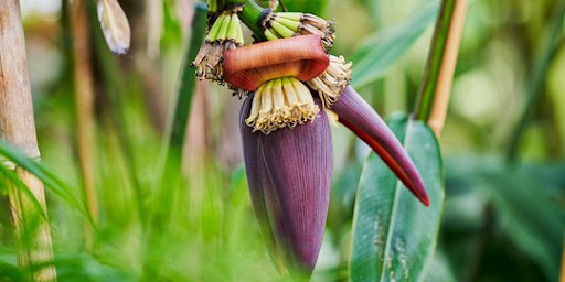 finfeng_Manfaat Jantung Pisang Bagi Kesehatan